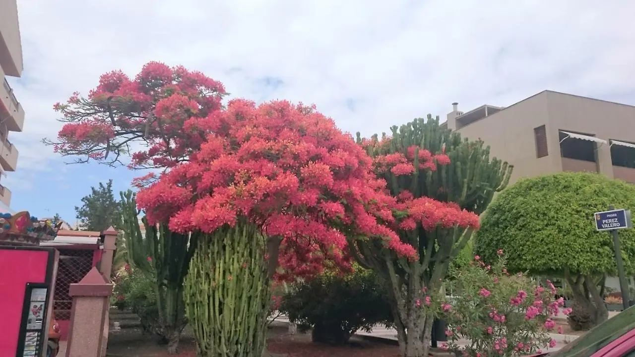 Apartment Floris'S Home Los Cristianos  Spain