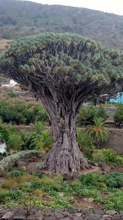 Lägenhet Floris'S Home Los Cristianos